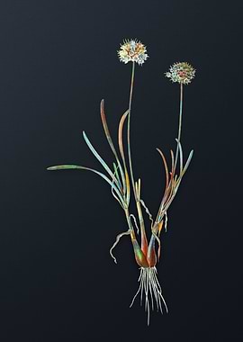 Allium Carolinianum Flower