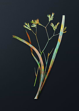 Anigozanthos Flavida