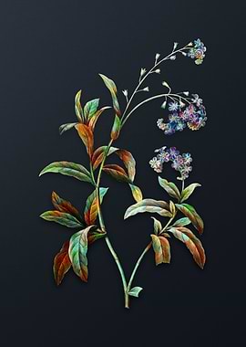 Water Forget Me Not Flower