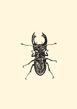 Stag beetle