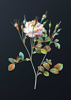 Anemone Sweetbriar Rose