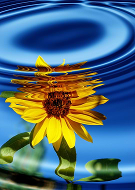 A sunflower is reflected i