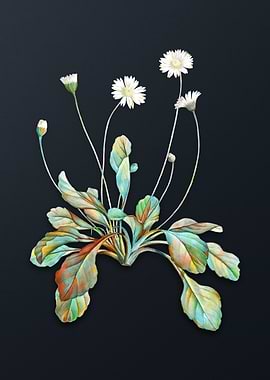 Vintage Daisy Flowers