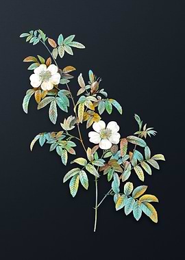 Vintage Musk Rose Flower