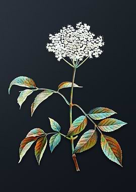 Vintage Elderflower Tree