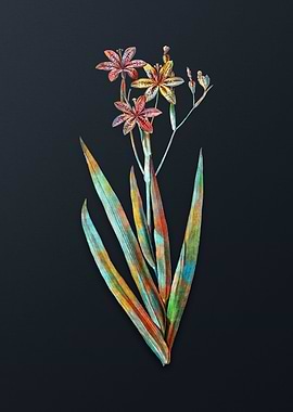Vintage Blackberry Lily