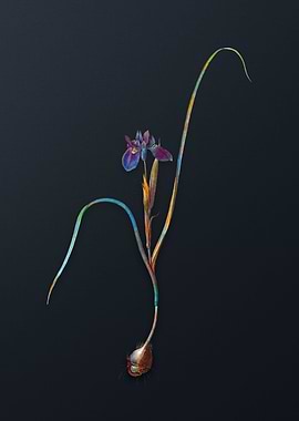 Vintage Barbary Nut Flower