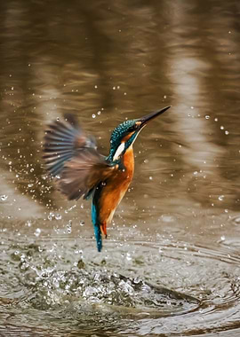 Kingfisher song