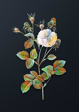 Vintage Pink Agatha Rose