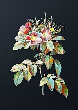 Vintage Pasture Rose