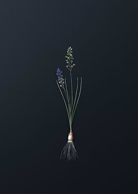 Vintage Autumn Squill