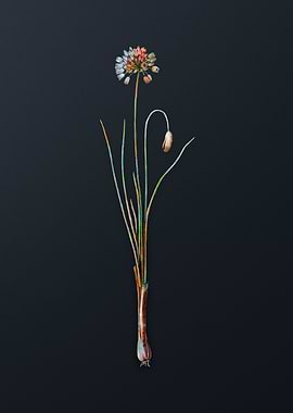 Vintage Autumn Onion