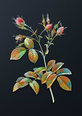 Crimson Evrats Rose Flower