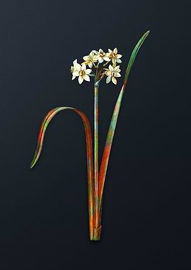 Cowslip Cupped Daffodil