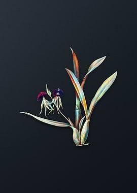 Vintage Clamshell Orchid