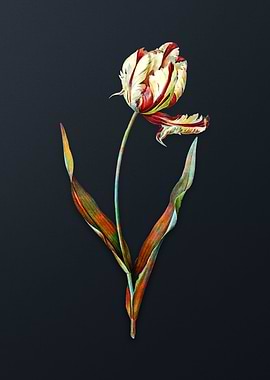 Vintage Didiers Tulip