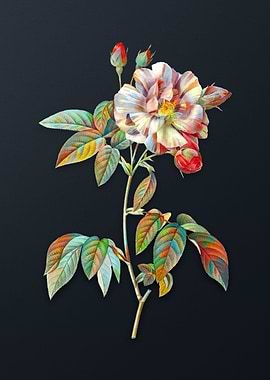 Variegated French Rosebush