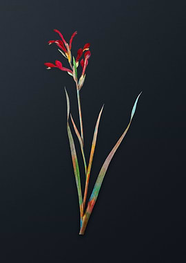 Vintage Gladiolus Cunonius