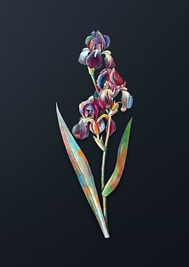 Vintage Dalmatian Iris