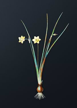 Vintage Daffodil Flower