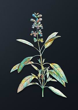 Vintage Sage Plant Flower