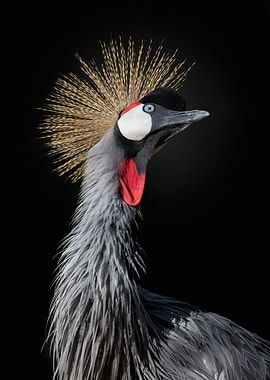 Beautiful Crane