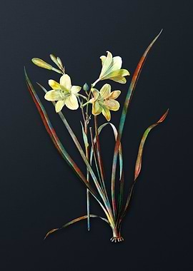 Vintage Daylily Flower