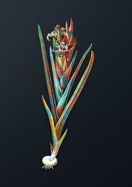 Vintage Ferraria Flower