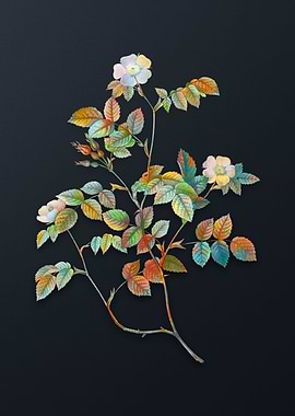 Vintage Sweetbriar Rose