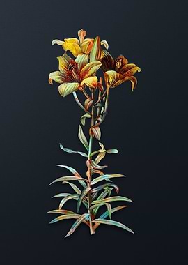 Vintage Fire Lily Flower