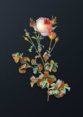 Celery Leaved Cabbage Rose