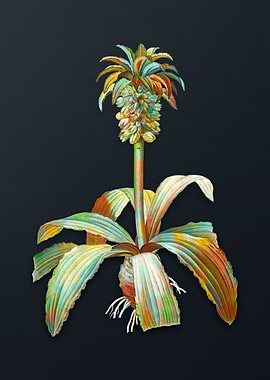 Vintage Eucomis Regia