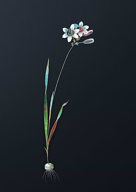 Vintage Galaxia Ixiaeflora