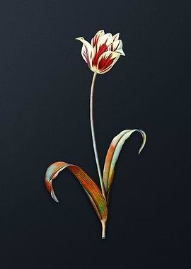 Vintage Didiers Tulip