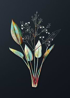 European Water Plantain