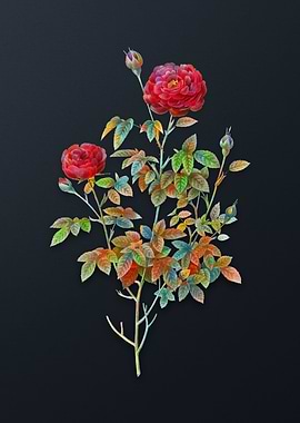 Burgundy Cabbage Rose