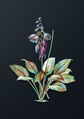 Vintage Daylily Flower