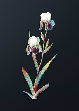 Vintage Elder Scented Iris