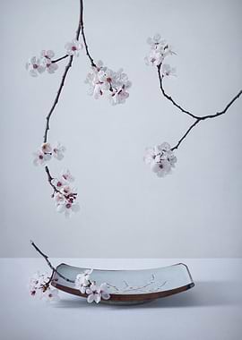 The First Cherry Blossom