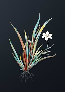 Vintage Fortnight Lily