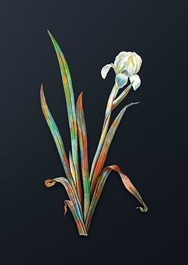 Vintage Crimean Iris