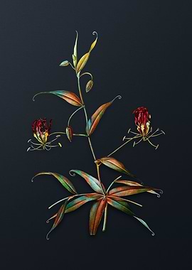 Vintage Flame Lily Flower