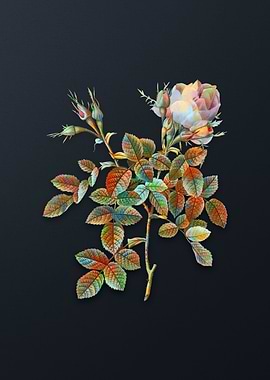 Vintage Dwarf Damask Rose