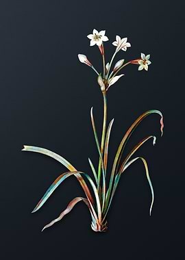 Crytanthus Vittatus Flower