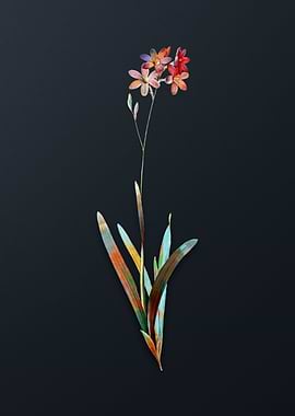 Vintage Corn Lily Flower