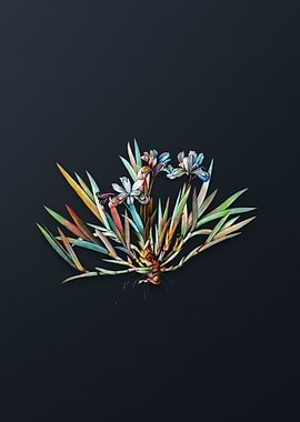 Vintage Dwarf Crested Iris