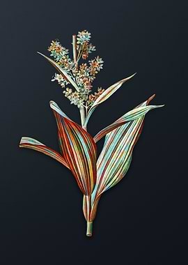 Vintage False Helleborine