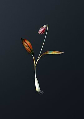 Vintage Erythronium Flower