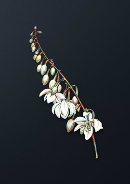 Vintage Giant Cabuya