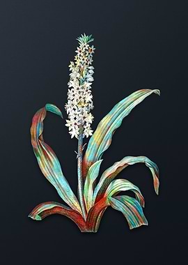 Vintage Eucomis Punctata